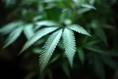 Suspended cannabis testing lab has appealed and will sue regulators, owner says