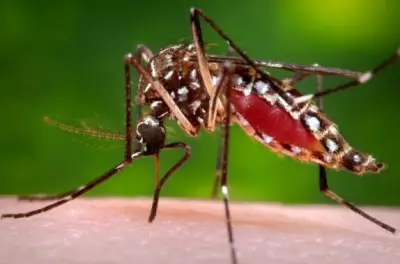 UCSD discovery called ‘game-changer’ in fight against malaria