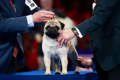Where To Watch The 2025 National Dog Show: Start Time, Channel, Thanksgiving Dog Show Streaming Info