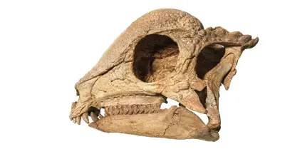 Paleontologists discover near-complete fossil of oldest dome-headed dinosaur believed to be around 110M years old: ‘Remarkable’