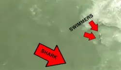 Shark sightings prompt Rockaway beach closures 3 days in a row