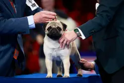Where To Watch The 2025 National Dog Show: Start Time, Channel, Thanksgiving Dog Show Streaming Info