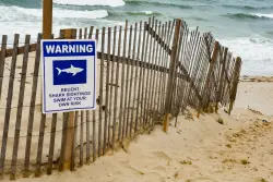 Should New York's beachgoers fear sharks this holiday weekend? Experts weigh in.