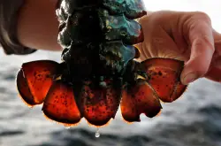 Massachusetts lobster fight: Cape Cod fishers say they’re being unfairly punished
